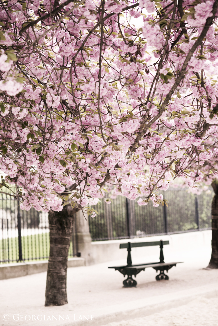 Cherry Blossoms, Paris, by Georgianna Lane