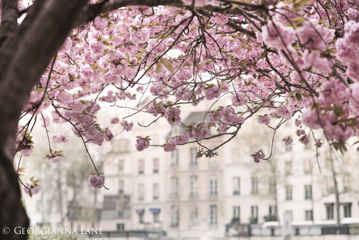 Cherry Blossoms, Paris, by Georgianna Lane