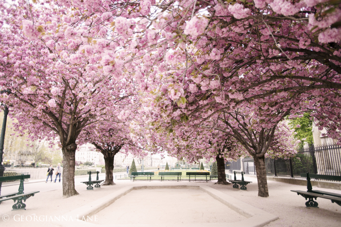 Cherry Blossoms, Paris, by Georgianna Lane