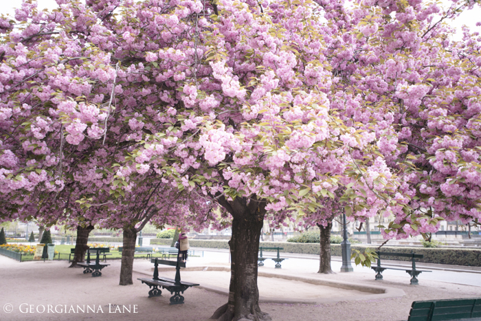 Cherry Blossoms, Paris, by Georgianna Lane