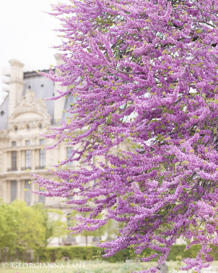 Blossoms in The Tuilieries, Paris, by Georgianna Lane