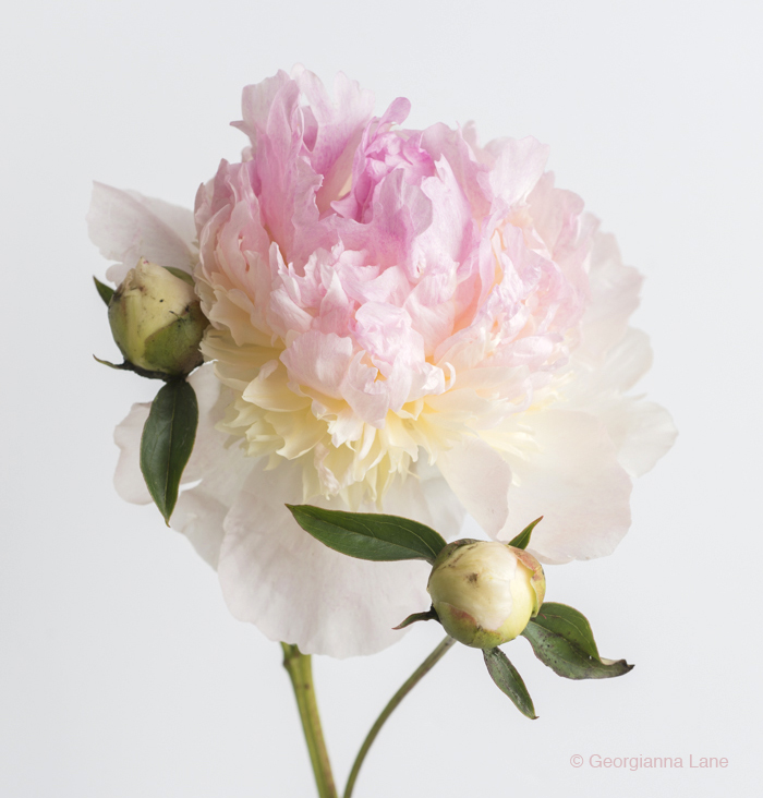 peony by Georgianna Lane