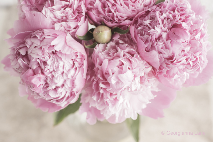 peony by Georgianna Lane