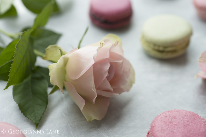 Paris Macarons and roses photographed by Georgianna Lane