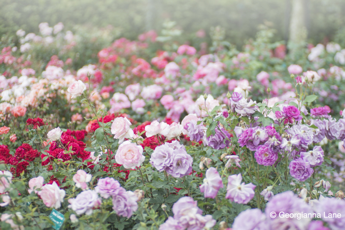 Roses, Coloma Rose Garden by Georgianna Lane