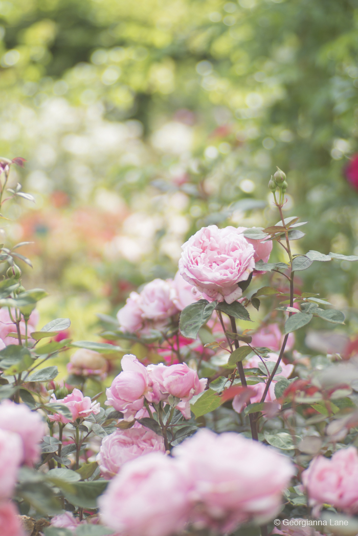 Coloma Rose Garden by Georgianna Lane