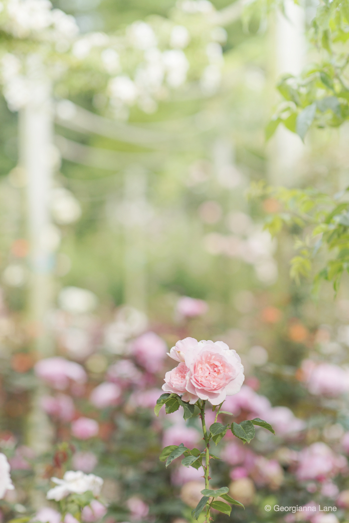 Roses, Coloma Rose Garden by Georgianna Lane