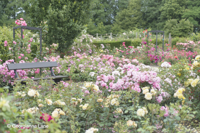 Roses, Coloma Rose Garden by Georgianna Lane