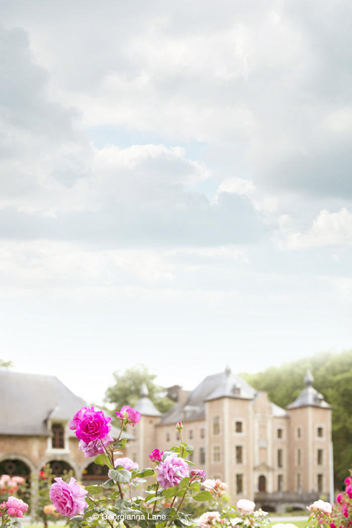 Roses, Coloma Rose Garden by Georgianna Lane