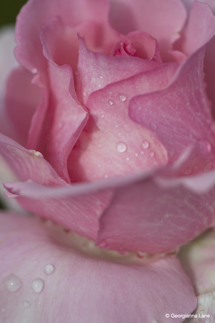 Rose, Coloma Rose Garden by Georgianna Lane