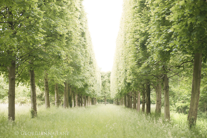 Allee of Trees, Versailles by Georgianna Lane