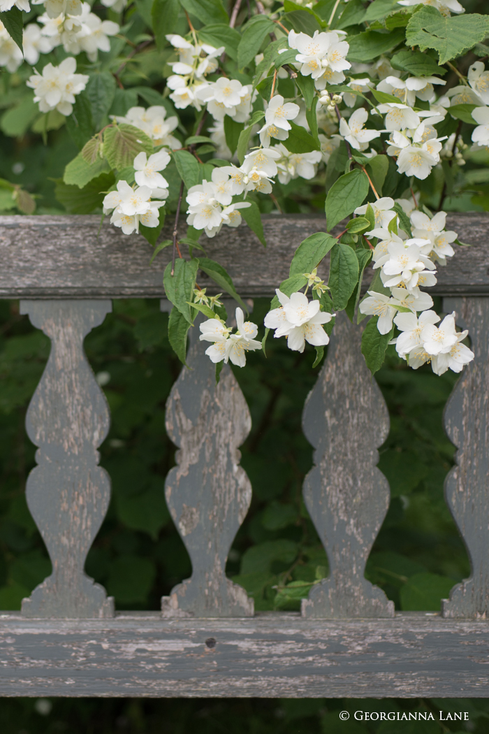 Mock Orange in Bloom, Versailles, by Georgianna Lane