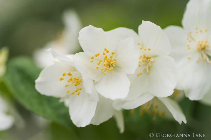 Mock Orange in Bloom, Versailles, by Georgianna Lane