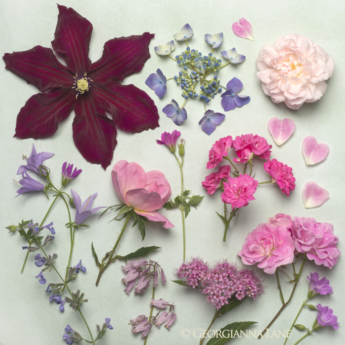 Summer flowers by Georgianna Lane