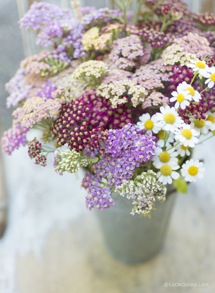 Summer flowers by Georgianna Lane