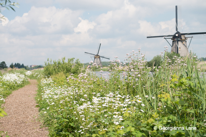 Windmills, Kinderdijk, The Netherlands by Georgianna Lane