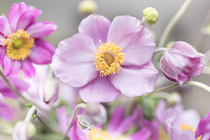 Windflower, Japanese Anemone by Georgianna Lane