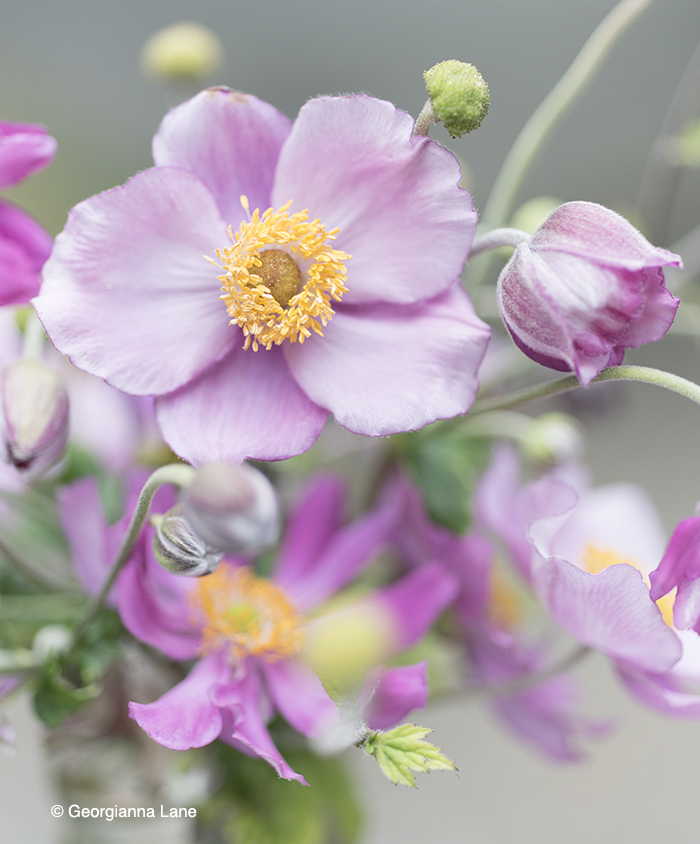 Windflower, Japanese Anemone by Georgianna Lane