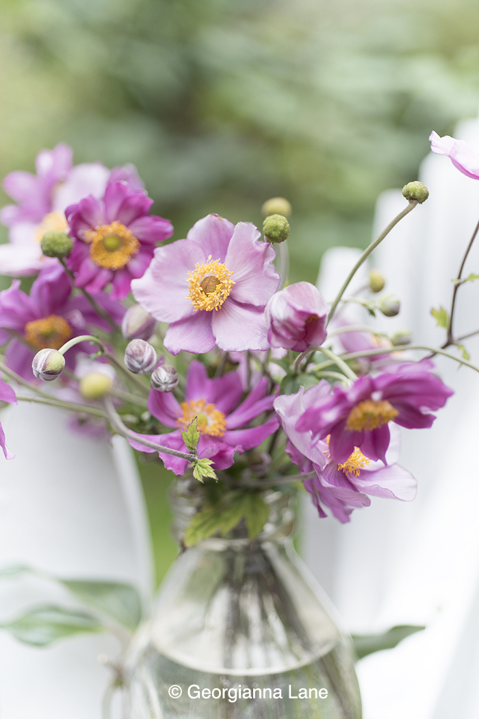 Windflower, Japanese Anemone by Georgianna Lane