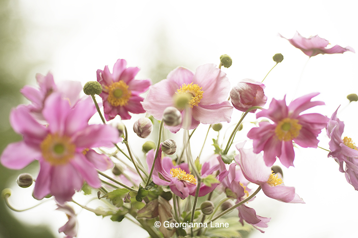 Windflower, Japanese Anemone by Georgianna Lane