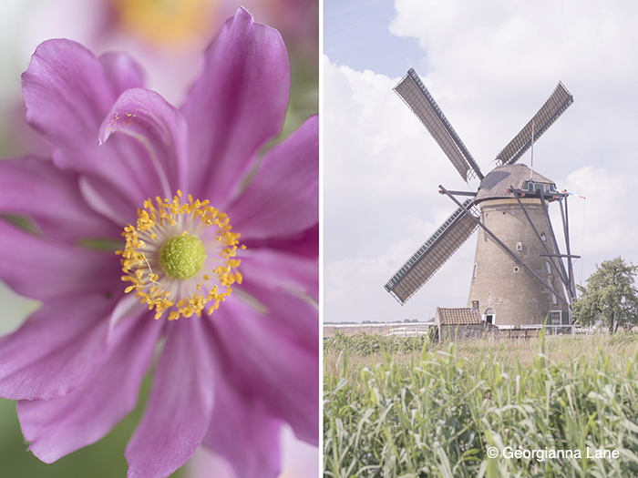 Windmill, Holland with Windflower, Japanese Anemone by Georgianna Lane