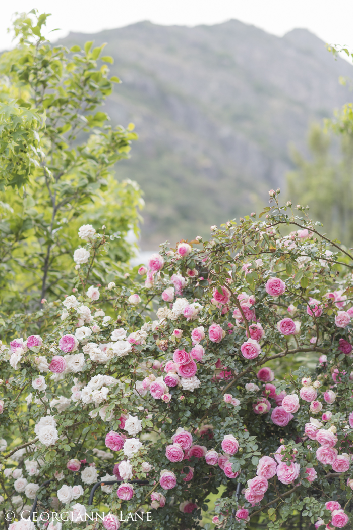 Roses at the home of Maria Cecilia in Chile, photographed by Georgianna Lane