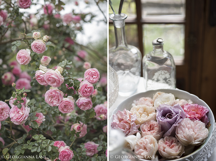 Pierre de Ronsard, Eden Rose, at the home of Maria Cecilia in Chile, photographed by Georgianna Lane