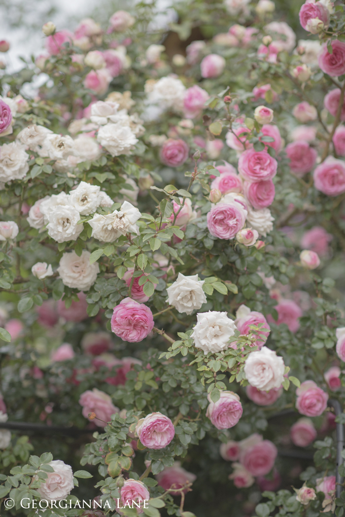 Roses at the home of María Cecilia in Chile, photographed by Georgianna Lane