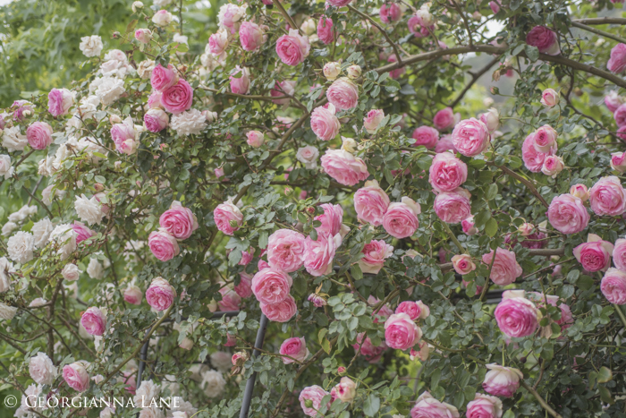 Pierre de Ronsard, Eden Rose, at the home of Maria Cecilia in Chile, photographed by Georgianna Lane