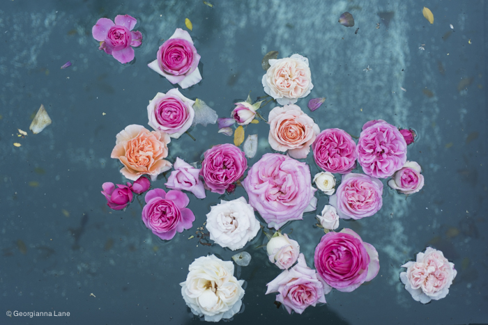 Floating Roses in Central Chile by Georgianna Lane