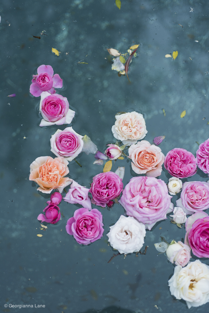 Floating Roses in Central Chile by Georgianna Lane