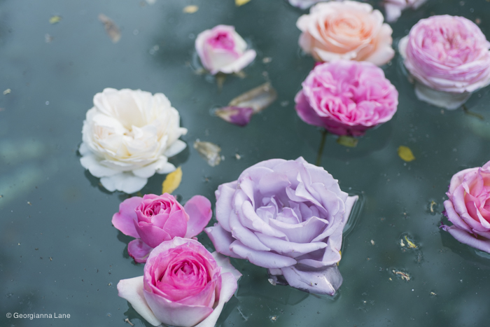 Floating Roses in Central Chile by Georgianna Lane