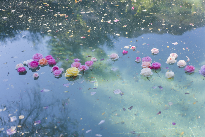 Floating Roses in Central Chile by Georgianna Lane