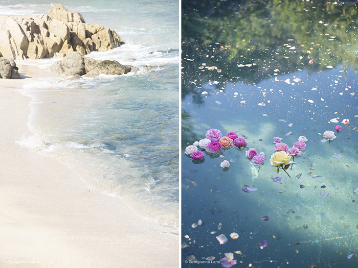 Floating Roses and the Coast of Central Chile by Georgianna Lane