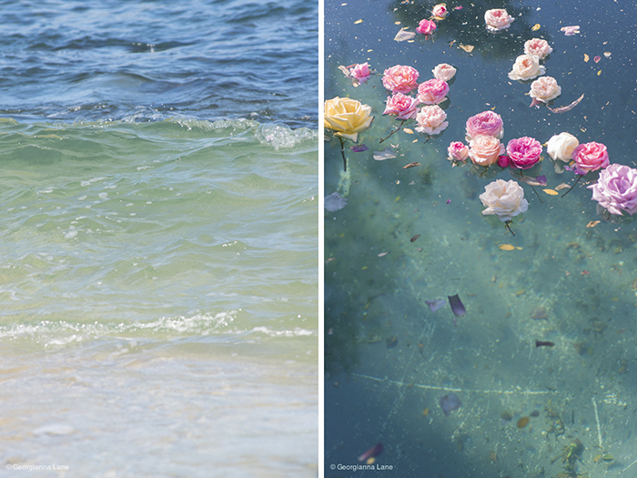 Floating Roses and the Coast of Central Chile by Georgianna Lane