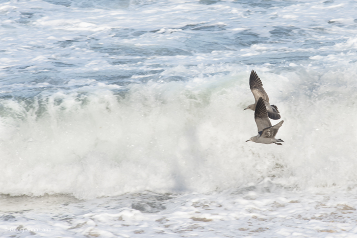 Seagulls on the Coast of Central Chile by Georgianna Lane