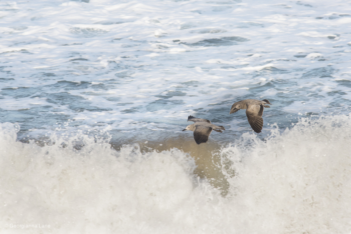 Seagulls on the Coast of Central Chile by Georgianna Lane