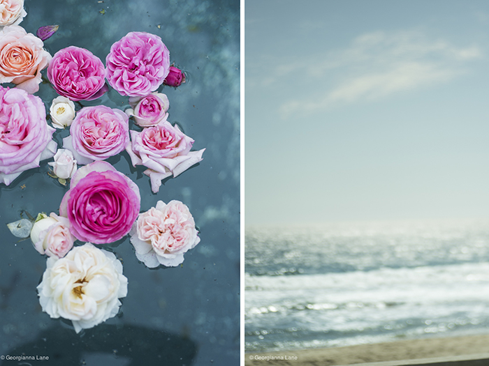 Floating Roses and the Coast of Central Chile by Georgianna Lane