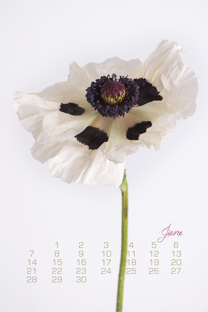 Poppy, Botanical Calendar by Georgianna Lane