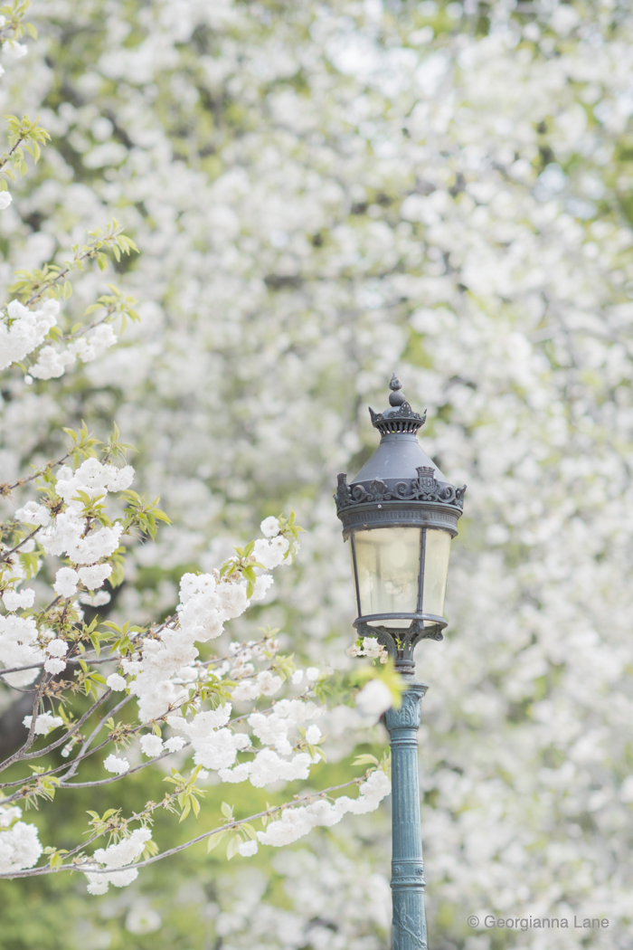 White Cherry Blossoms at Notre Dame,, Paris