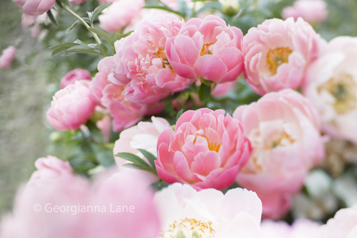 Coral Charm Peonies at North Field Farm by Georgianna Lane