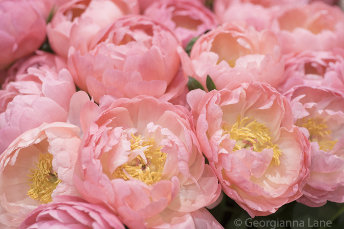 Coral Charm peonies in Paris by Georgianna Lane