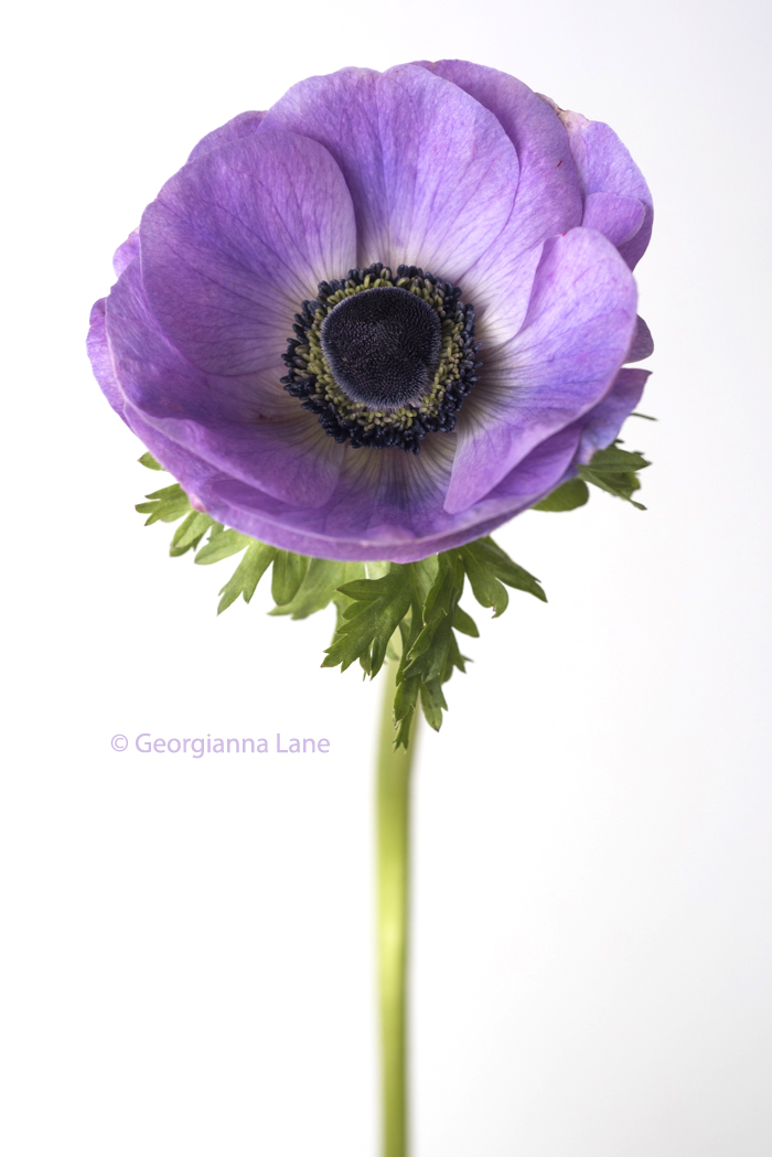 Purple anemone by Georgianna Lane