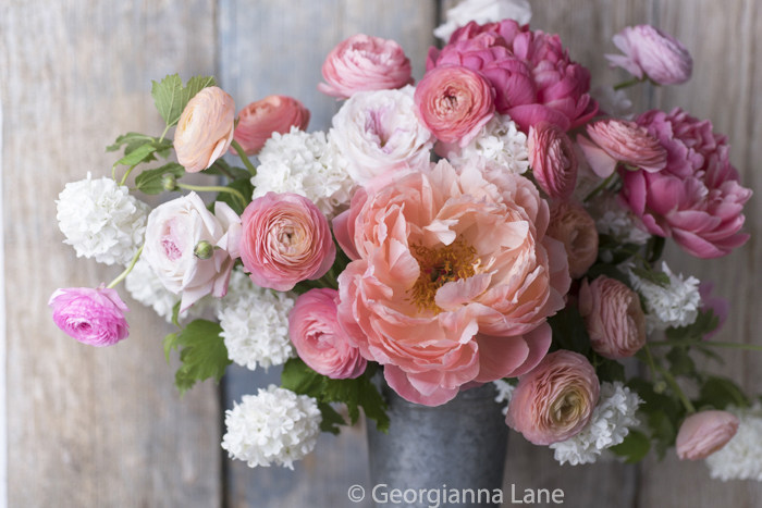 Pink Hawaiian Charm peonies by Georgianna Lane