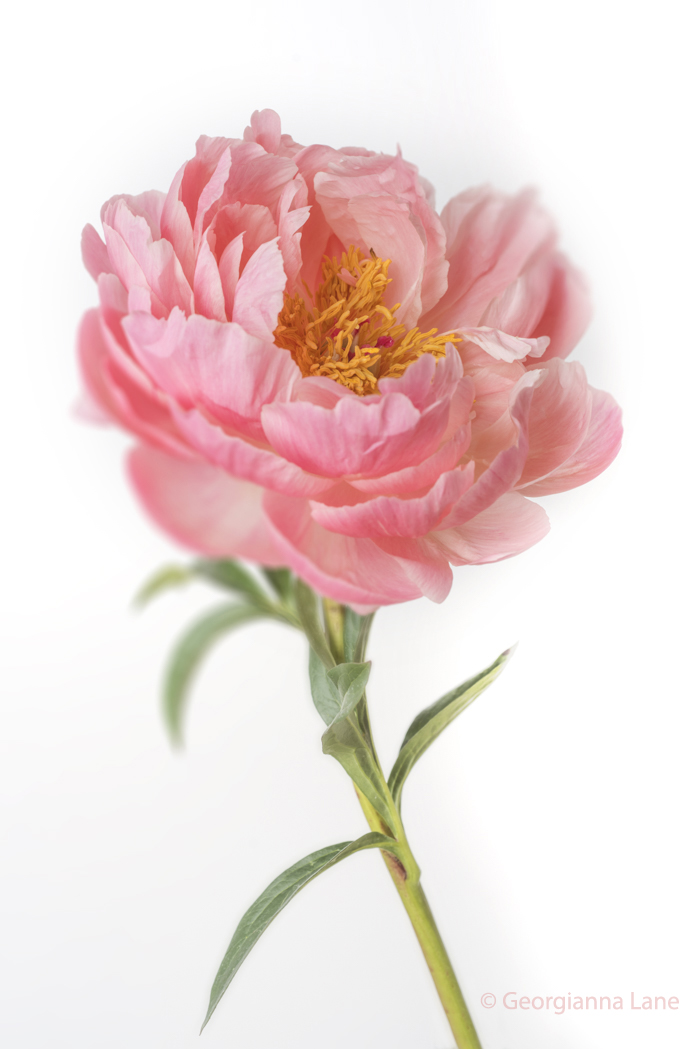 Coral Charm Peony by Georgianna Lane