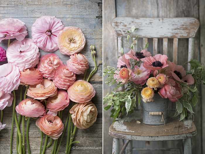 Coral Charm peonies, ranunculus and poppies by Georgianna Lane
