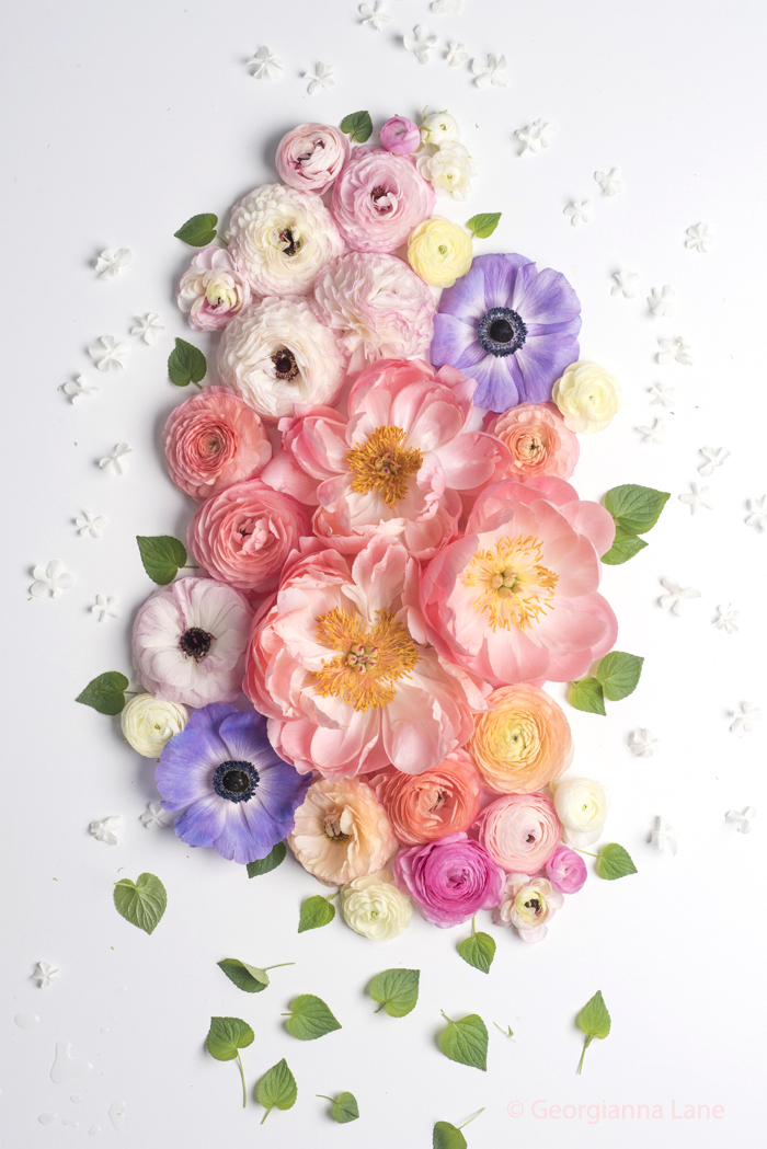 Coral Charm peonies, ranunculus and anemones by Georgianna Lane