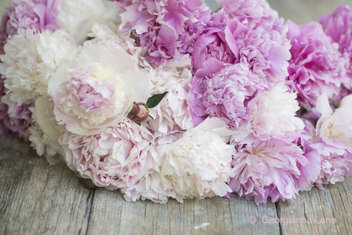 Peonies by Georgianna Lane