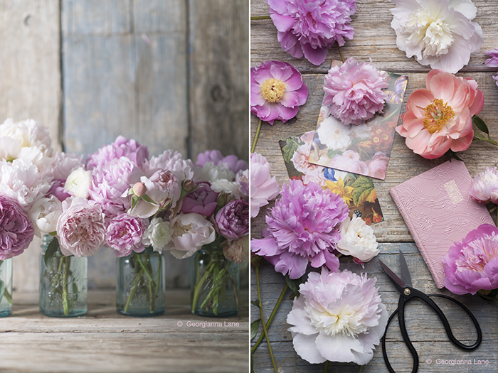 Peonies, David Austin roses and ranunculus in Mason jars by Georgianna Lane