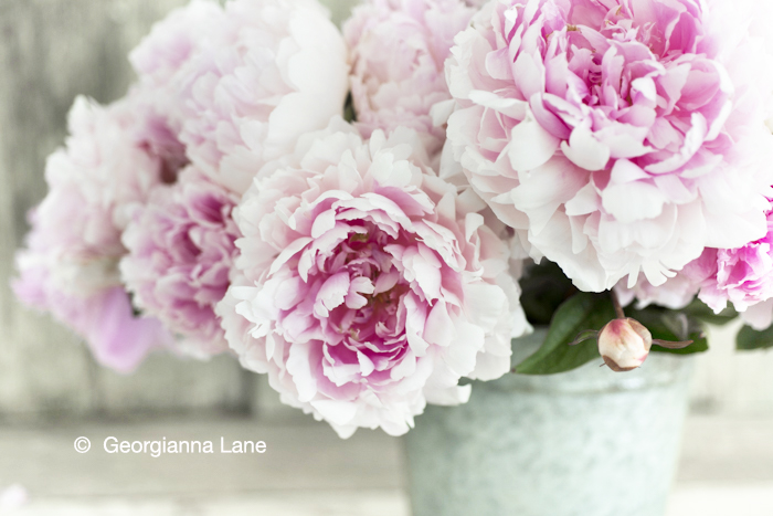 Peonies by Georgianna Lane